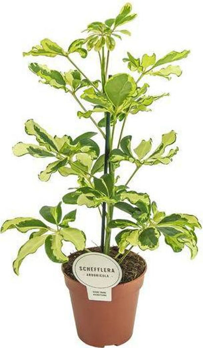 Schefflera charlotte 13Ø 45cm