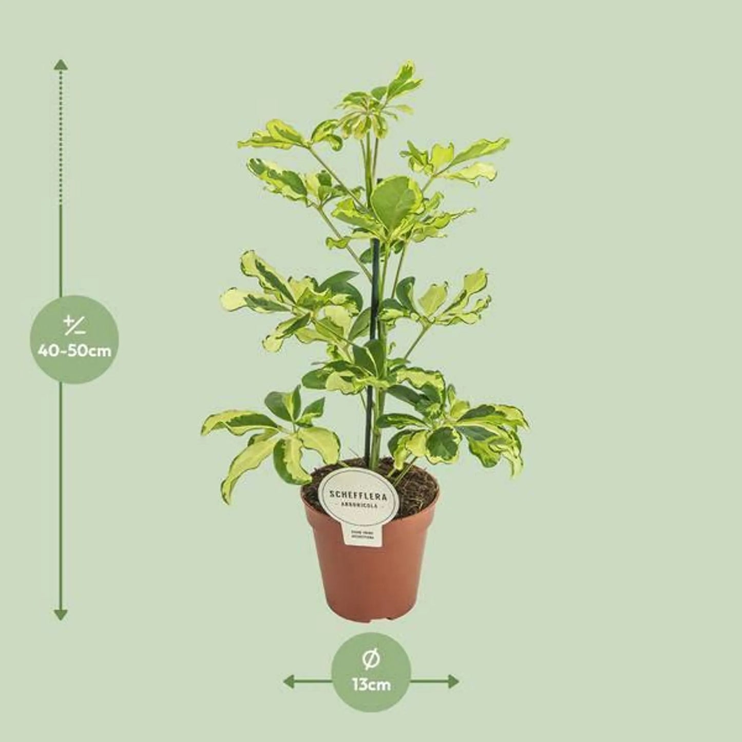 Schefflera charlotte 13Ø 45cm