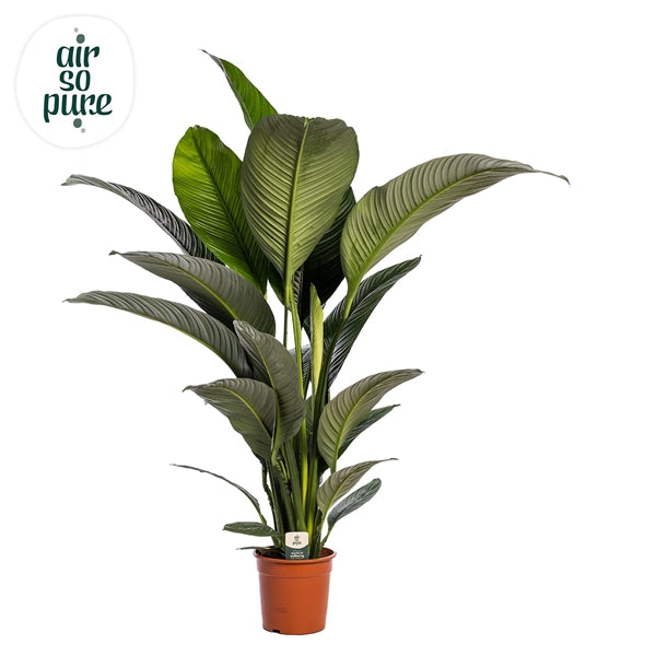 Spathiphyllum Sensation 24Ø 140cm