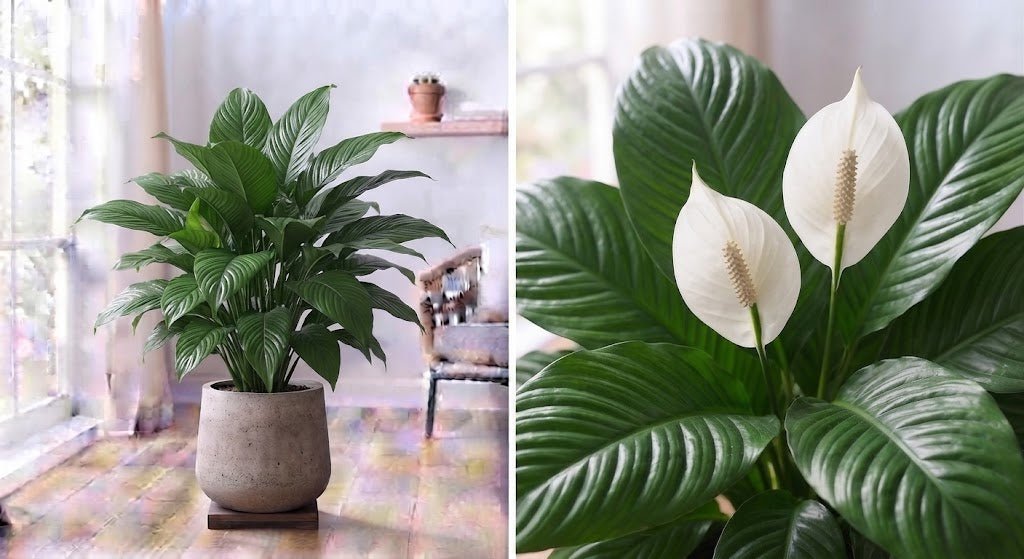 Spathiphyllum Sensation 24Ø 140cm