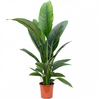 Spathiphyllum Sensation 24Ø 140cm