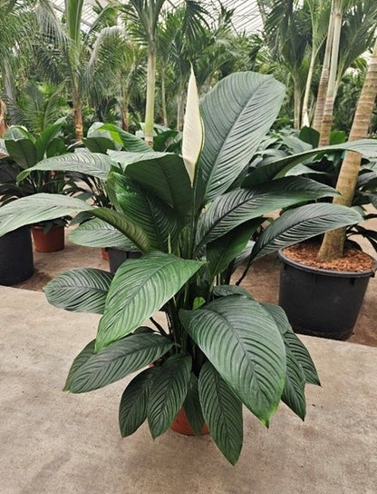 Spathiphyllum Sensation 45cm diameter 150cm height