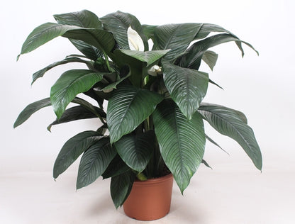 Spathiphyllum Sensation 45cm diameter 150cm height