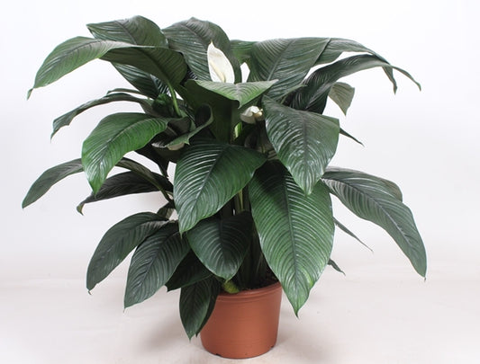Spathiphyllum Sensation 45Ø 150cm