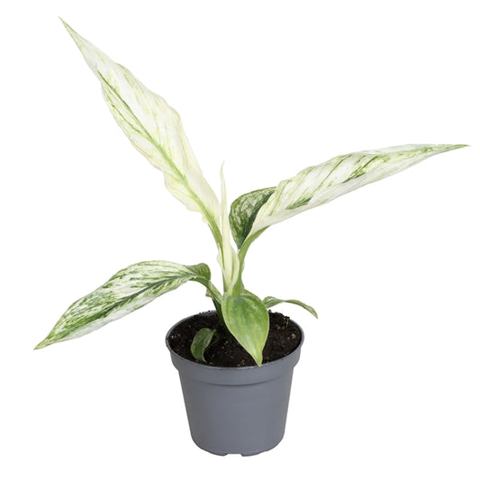 Spathiphyllum Sensation Variegata 6Ø 15cm