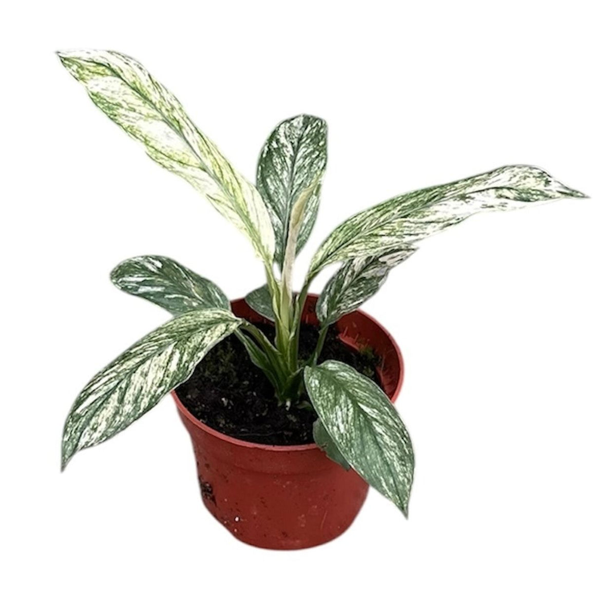 Spathiphyllum Sensation Variegata 6Ø 15cm
