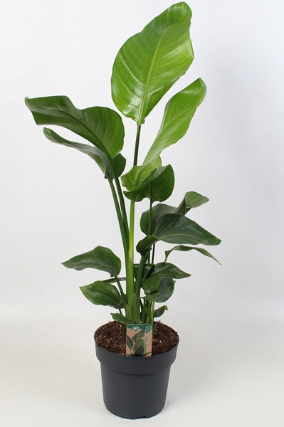 Strelitzia Nicolai 12Ø 50cm