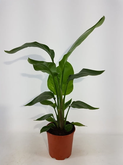 Strelitzia Nicolai 12Ø 50cm