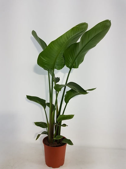 Strelitzia Nicolai 12Ø 50cm