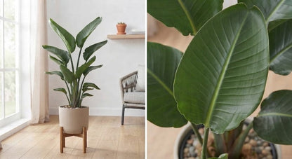 Strelitzia Nicolai 21Ø 120cm 3pp