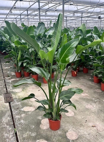 Strelitzia Nicolai 24Ø 150cm 3pp