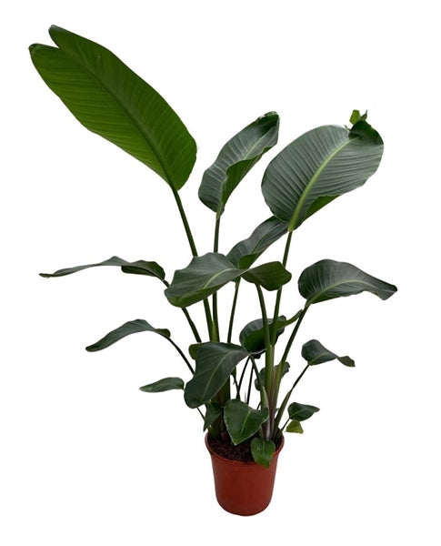 Strelitzia Nicolai 24Ø 150cm 3pp