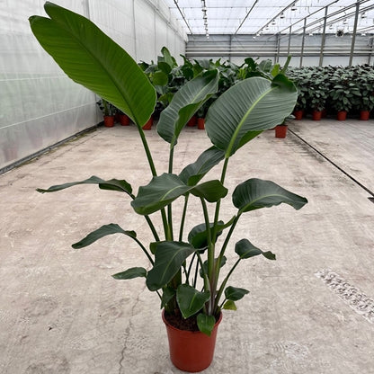 Strelitzia Nicolai 24Ø 150cm 3pp