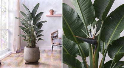 Strelitzia Nicolai 24Ø 150cm 3pp