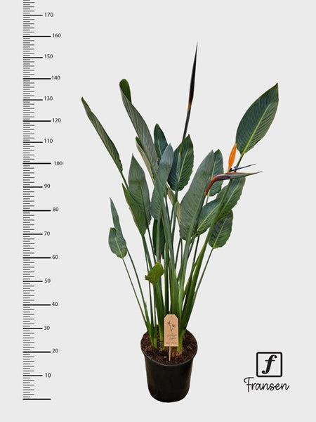 Strelitzia Reginae 27Ø 130cm 3pp