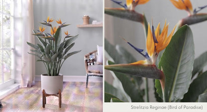 Strelitzia Reginae 27Ø 130cm 3pp
