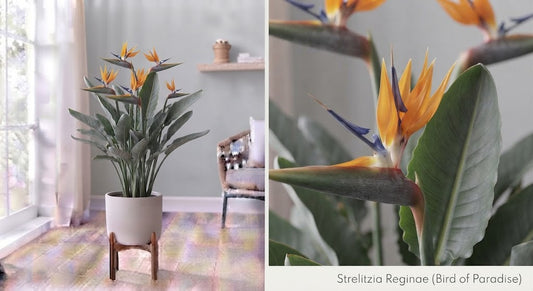 Strelitzia Reginae 27Ø 130cm 3pp