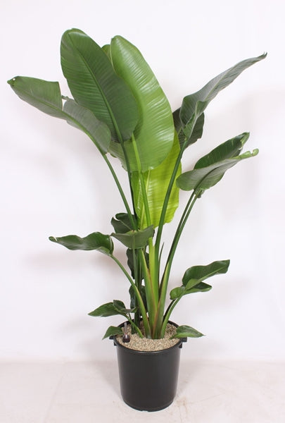 Strelitzia nicolai 40Ø 220cm (vulcaponic substrát a hladinoměr)