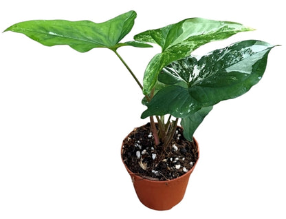 Syngonium albo Variegata 9Ø 15cm