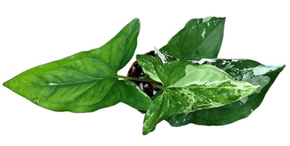Syngonium albo Variegata 9Ø 15cm