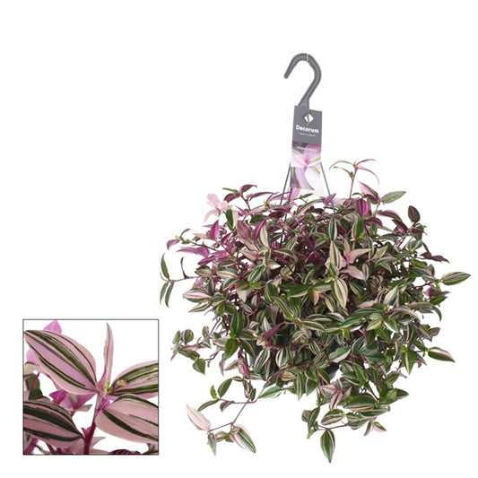 Tradescantia fluminensis Quadricolor