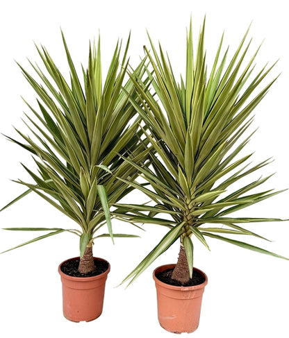Yucca elephantipes Jewel 30Ø 140cm 1st quality