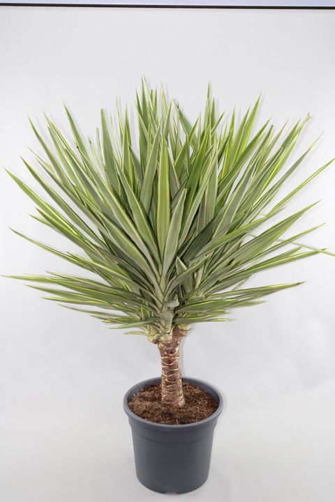 Yucca elephantipes Jewel 30Ø 140cm 1st quality