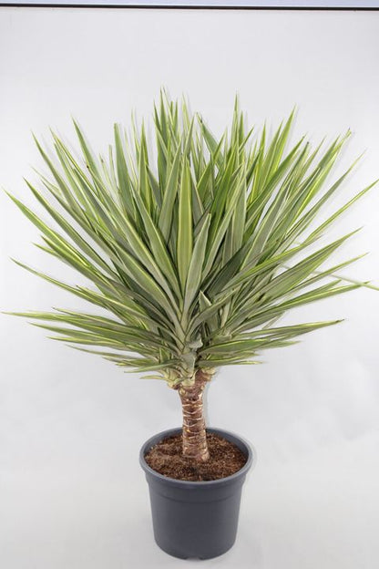 Yucca elephantipes Jewel 30Ø 140cm 1st quality