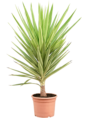 Yucca elephantipes Jewel 30Ø 140cm 1st quality