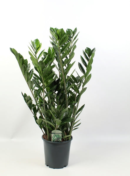 Zamioculcas zamiifolia Lucky 21Ø 90cm