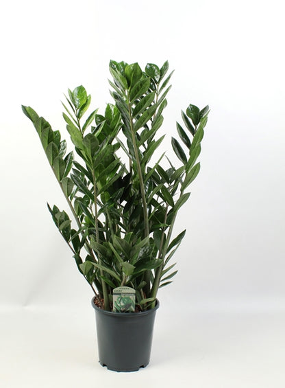 Zamioculcas zamiifolia Lucky 21Ø 90cm