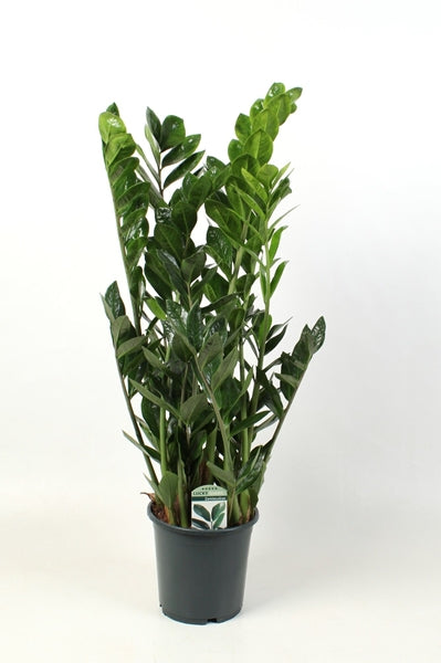 Zamioculcas zamiifolia Lucky 21Ø 90cm