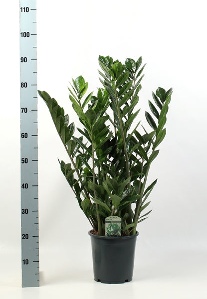 Zamioculcas zamiifolia Lucky 21Ø 90cm