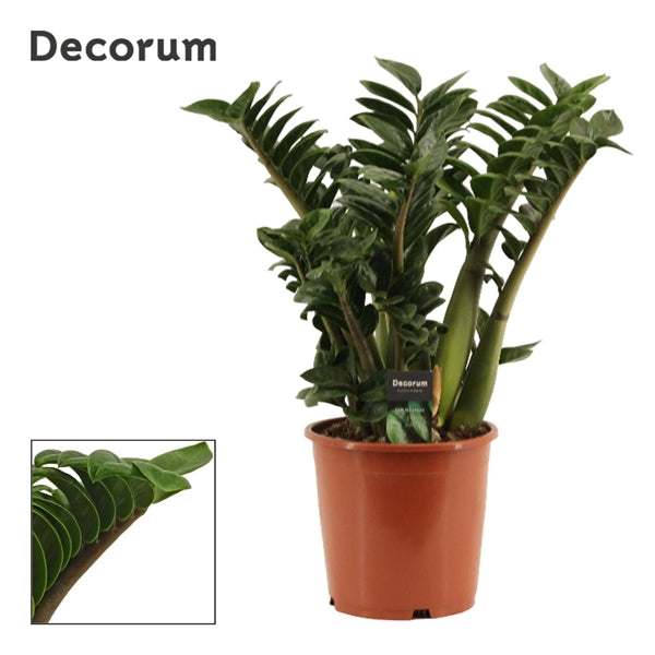 Zamioculcas zamiifolia Zenzi 21Ø 65cm