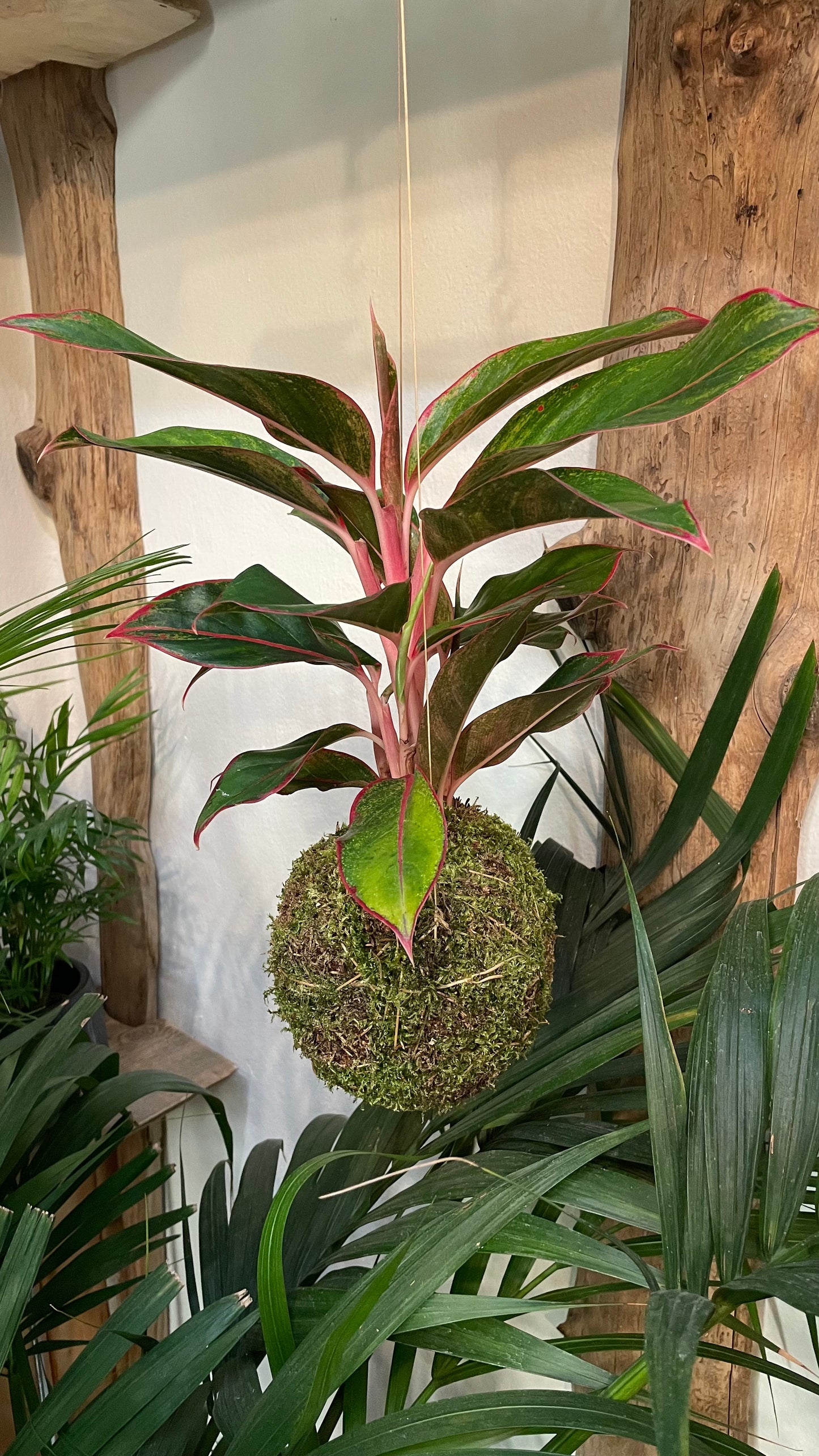 Aglaonema Jungle Lava in kokedama