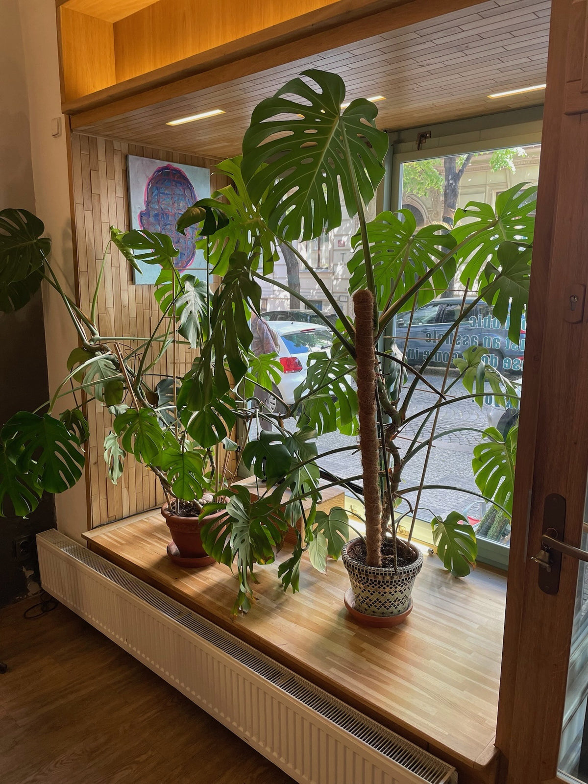 Velká monstera zasazená do dřevěného interiéru