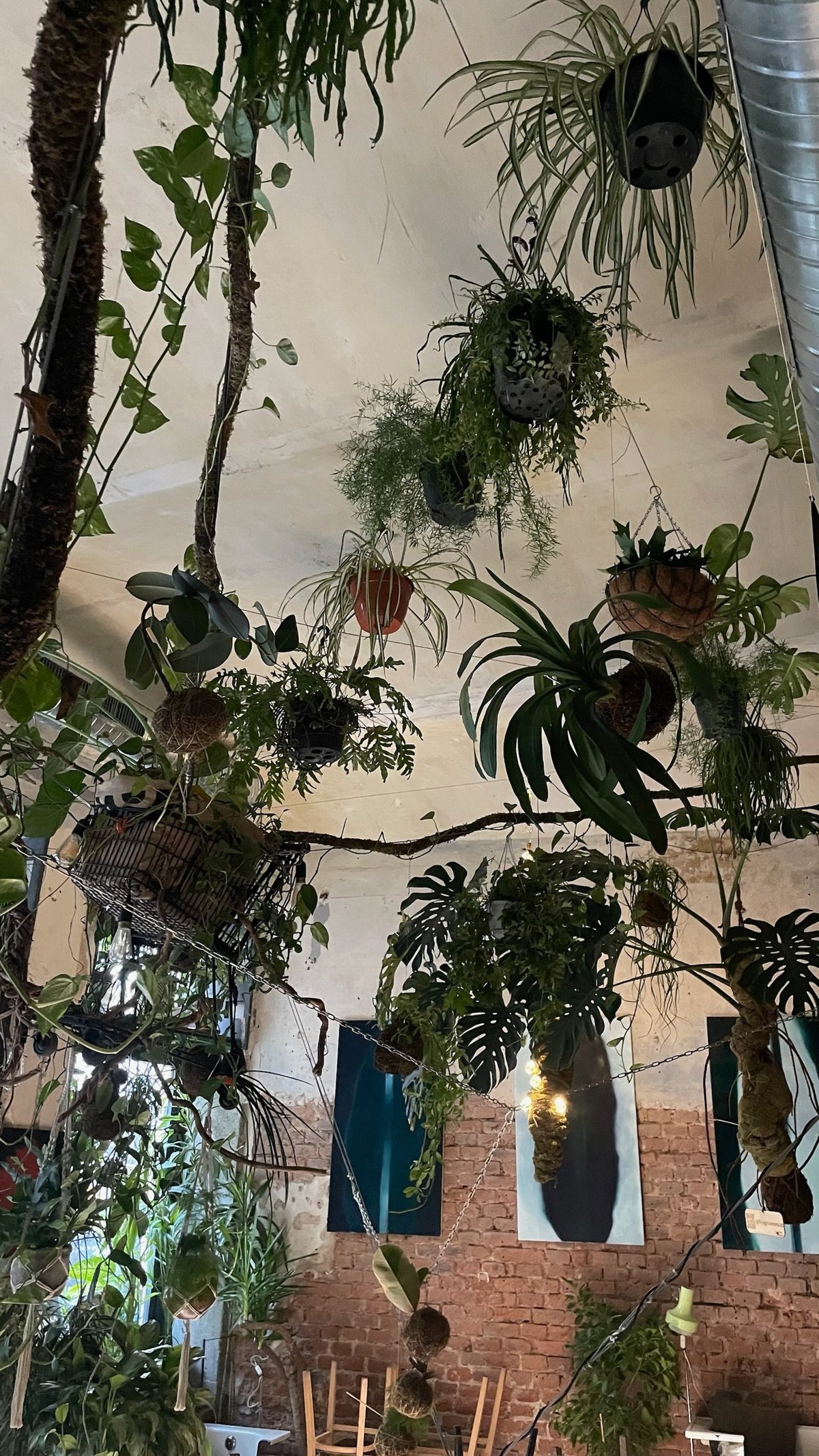 Zavěšené rostliny a kokedamy v interiéru Jungle Flowers