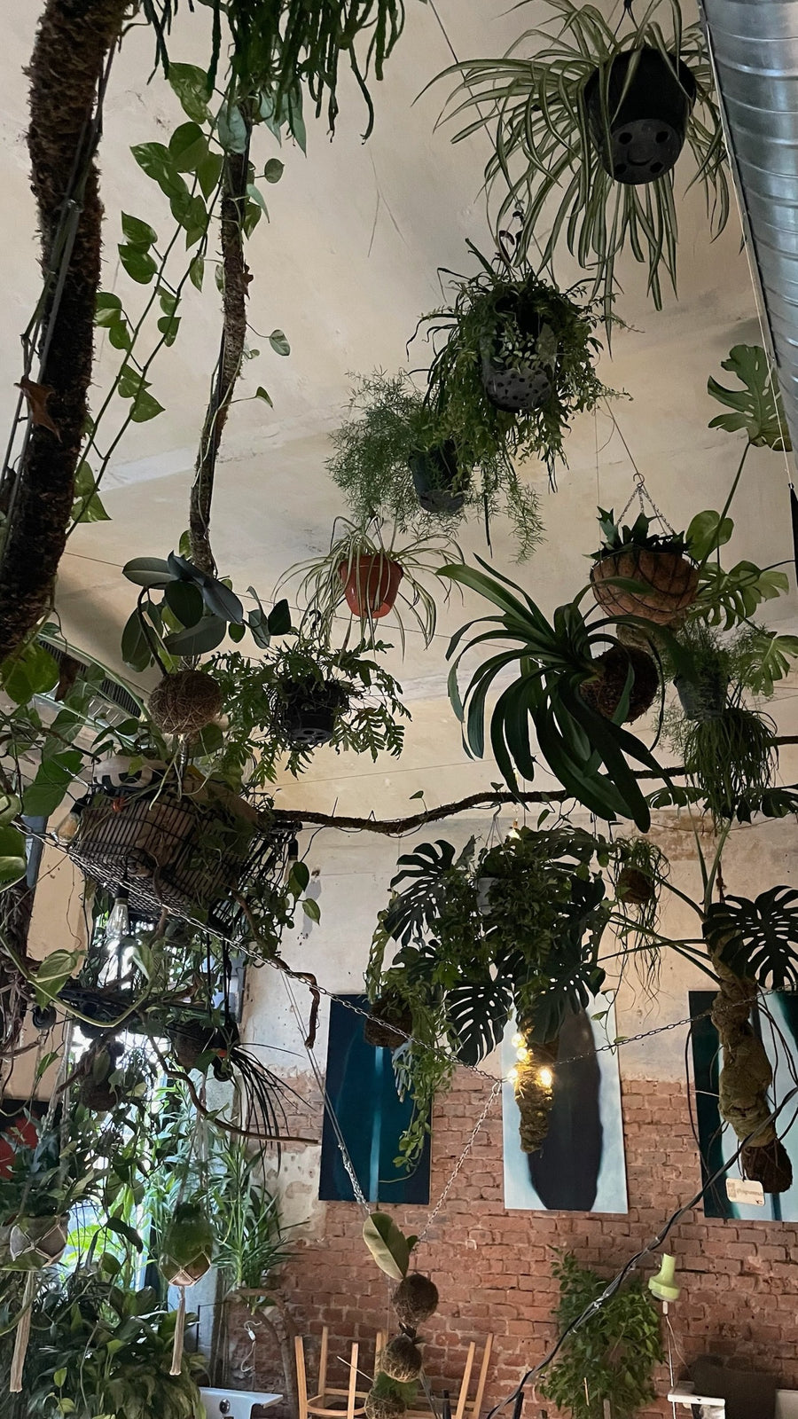 Zavěšené rostliny a kokedamy v interiéru Jungle Flowers