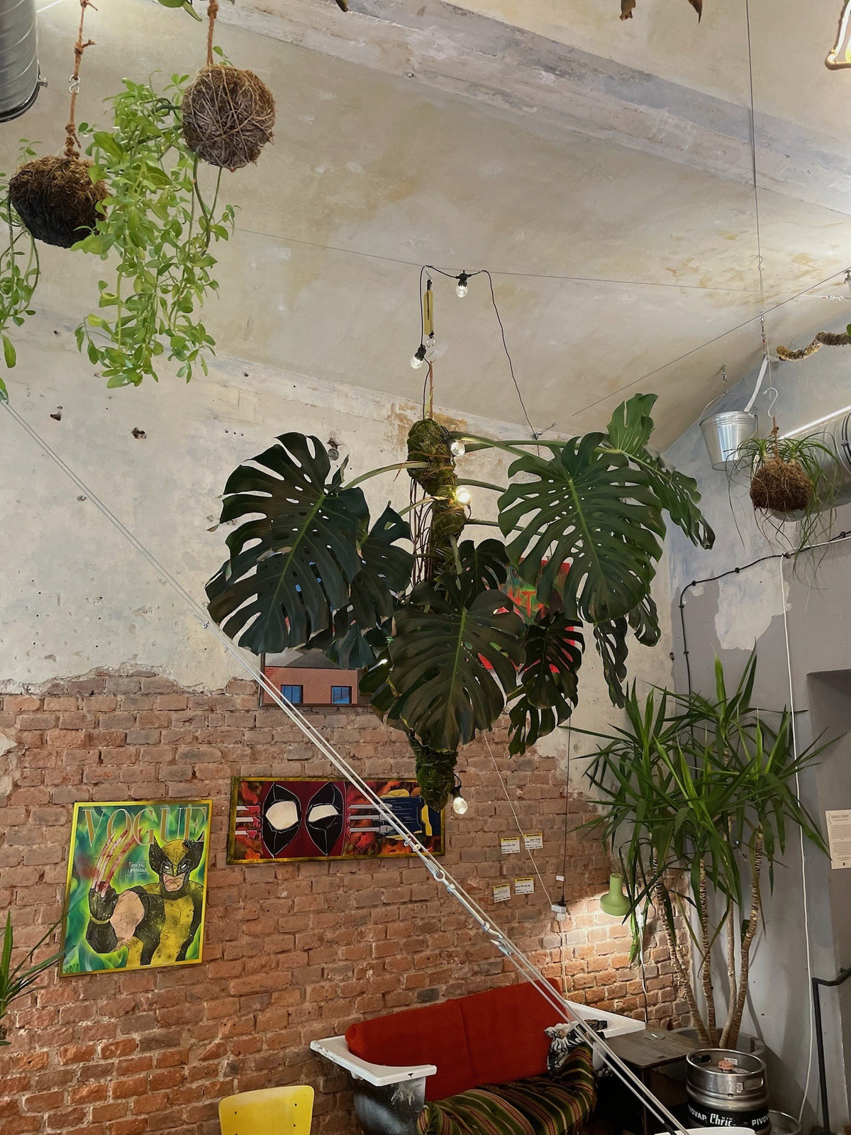 Zavěšená monstera nad barem v realizaci Jungle Flowers