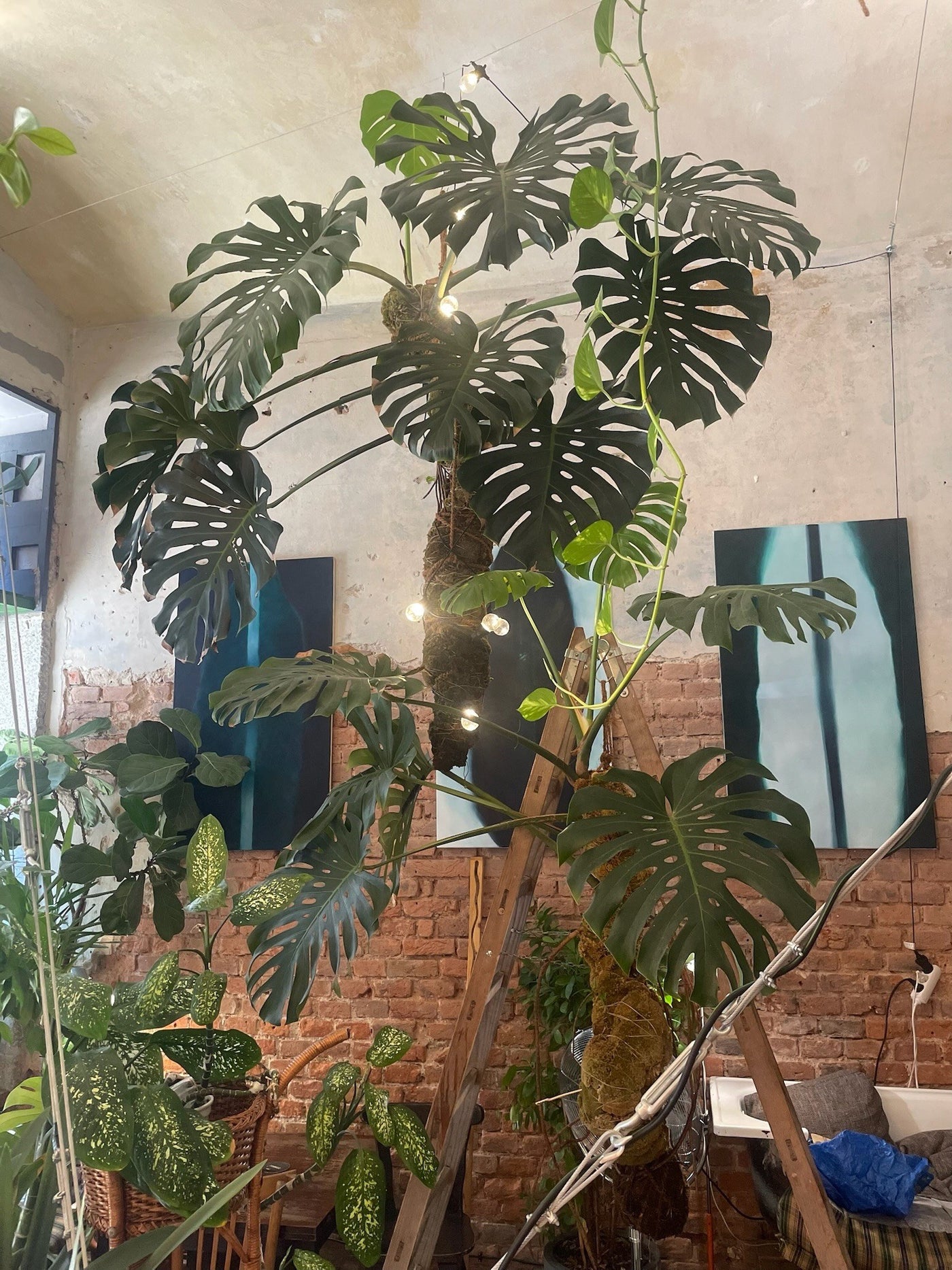 Zavěšená Flying Monstera jako zelená instalace v interiéru