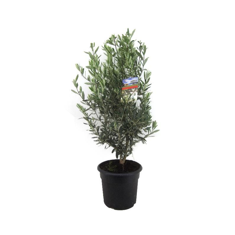 Olea europaea – ilustrační fotografie olivovníku v pěstebním květináči, varianta Ø 24 cm, výška 80 cm