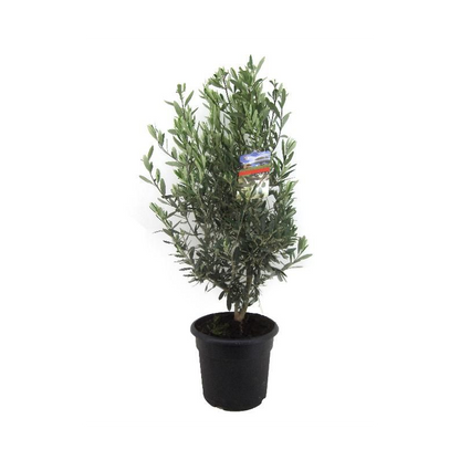 Olea europaea – ilustrační fotografie olivovníku v pěstebním květináči, varianta Ø 24 cm, výška 80 cm