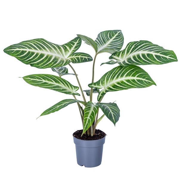 Phyllotaenium Xanthosoma Lindenii